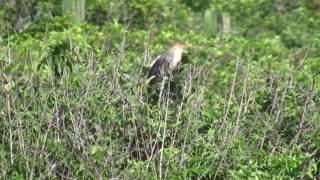 Guira Cuckoo (Guira guira)