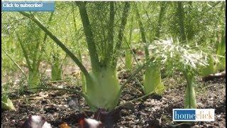 How To Grow Fennel | 8 Steps for Growing Fennel -Gardening Tips