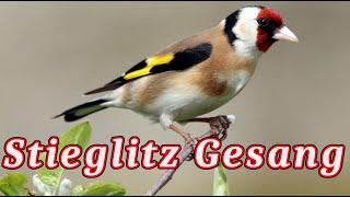 Stieglitz Singt - Stieglitz Gesang