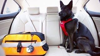 Dog Safety/Seatbelts for Dogs: A How-To