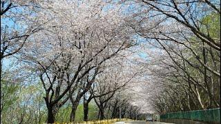 Haeundae Dalmaji-gil Cherry Blossoms | Busan walking tour | KOREA | CentumWalk 4K HDR