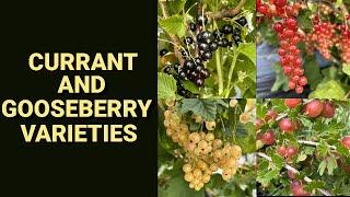 Currant and Gooseberry Varieties