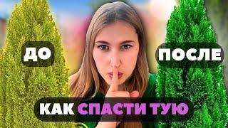 Пожелтела ТУЯ что делать и как спасти любимое растение?100% ВАРИАНТ