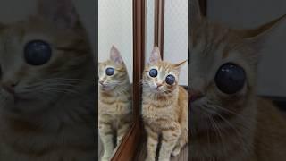 Маська выросла #коты #глаза #кот