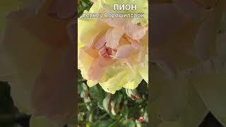 Пион Мечталлион / Сад Ворошиловой #shorts #сеянецпиона #пионыворошиловой #цветы #сад