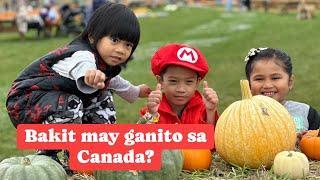 Lester’s Farm Market Field of Fun | St. John’s Newfoundland | Buhay Canada | Pinoy in Canada