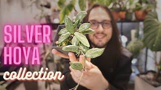 Silver Hoya Collection & Growing Tips!