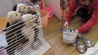 Hungry puppies want some foods | cute puppies