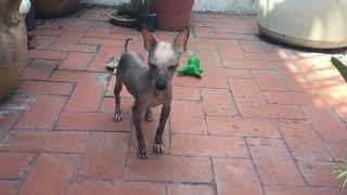 Xoloitzcuintle miniatura, Xolo mini, Mexican hairless dog miniature (toy)