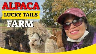 Lovely Little Adventure At Lucky Tails Alpaca Farm  #StudioBatch92 #MhayenDajaoArceno #GC