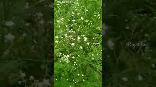 #shorts | parthenium | plant | botany | rajablog |