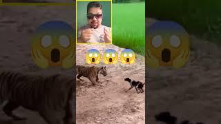 شوف الكلب كان في خبر كان 🫡#رياكشن #fypシ #فيديوهات_مضحكة #viral #ضحك #تحدي #Explore #fyp #foryou