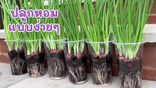 Growing ONIONS in plastic cupปลูกต้นหอมในแก้วพลาสติกง่ายๆ โตเร็ว️ดูวิธีขั้นตอนใต้คลิปค่ะ