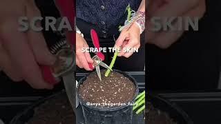 HOW TO PROPAGATE ROSES