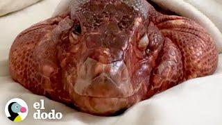 Este lagarto enorme rescatado es tan cariñoso con su mamá | El Dodo