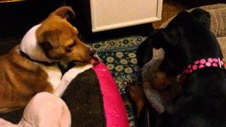 Bone swap