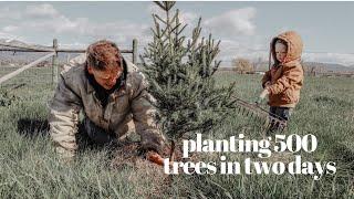 We Planted 500 Trees On The Homestead This Weekend + Planting Herbs In The Garden