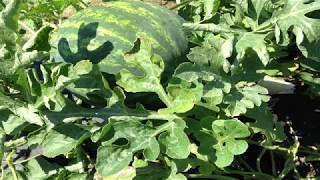 Fusarium Wilt in Watermelons