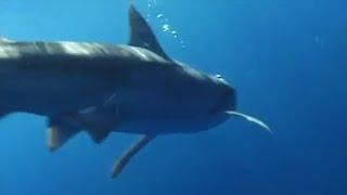Tagging and Adult Triger Shark with Kim Holland | Hammerhead | BBC Studios