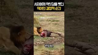사자에게 먹잇감을 뺏긴 악어의 결정적 순간