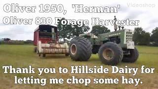 Oliver Forage Harvesting with Detroit Diesel Powered 1950 Tractor