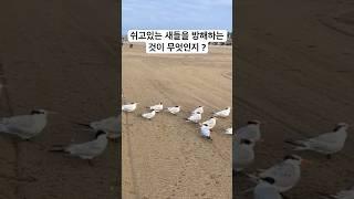 평화롭게 쉬고있는 새들의 방해꾼이 있네요 #쉬고있는 새 #미국일상 #미국생활