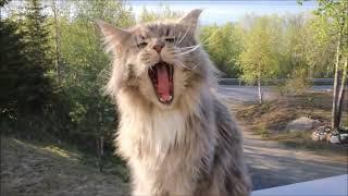 Funny Maine Coon Cat Videos #mainecoon #mainecooncat #mainecoontee