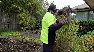 OVERGROWN Bushes and Garden needed Some Love.