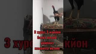 хурозлар олами 