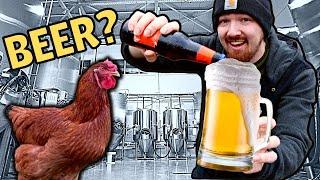 Can Beer be a Chicken Feed? (kind of)