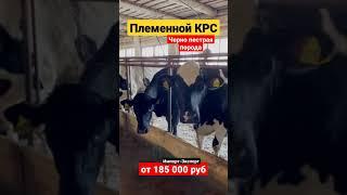 Продажа на экспорт и импорт КРС. Племенной молочный скот #чернопестрая #голштин #корова #крс #фермер