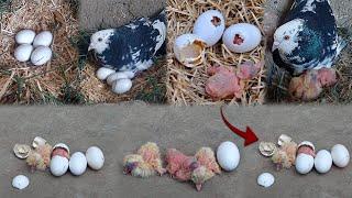 "I Put 4 Eggs Under a Pigeon—After 18 Days, Baby Pigeons Hatched!"