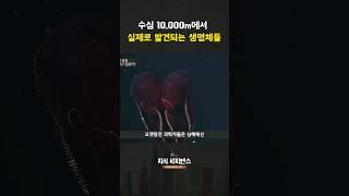 수심 6,000미터 이하에서의 심해 생물들ㄷㄷ