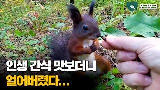 인생 견과 맛보더니 얼어버린 청설모