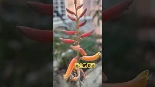 天台總有自來的奇花異草#天台農民#花藝#旺角#風水 #氣場 #shorts
