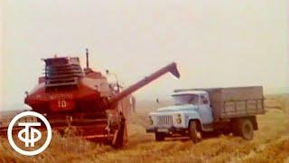 Вести с полей Ставрополья. Сюжет о завершении уборки урожая зерновых в Ставропольском крае (1989)