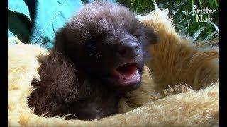 Baby Wildcat And Maned Wolves Under Zookeeper Care | Kritter Klub