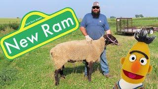 Buying A National Sheep Improvement Program Ram