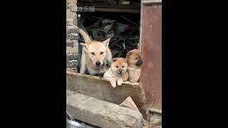 萌宠乐园-小土狗的治愈瞬间 #小土狗#萌宠#治愈#狗狗