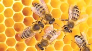 Stinging Insects Royal Pest