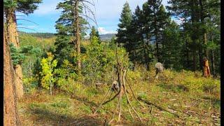 After Being Screamed at Hiker Gets Unexplained Creature on Trail Camera