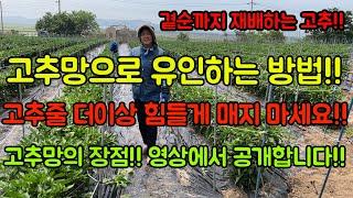 고추농사 잘 짓는 법!! 고추줄 더이상 힘들게 매지 마세요, 고추망에 양보하세요!! 순식간에 고추유인하는 방법 대공개!! 영상 보시고 농사에 참고하세요^^