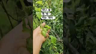 지리산 자연이 키운 유기농 매실 #유기농매실#매실수확#매실청담는법#매실장아찌거리#유기농먹거리#지리산살아보기#지리#지리산하동 #매실청#매실#풀의정원#지리산라이프