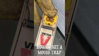 How to set a mouse trap