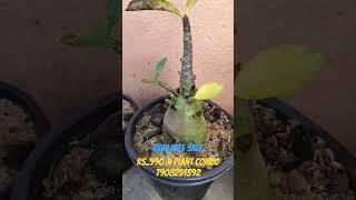 #sale exotic Adenium plants sale #everyone #bonsai #gardening