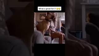 What a great fan | Funny Dogs Videos | Funny pets videos