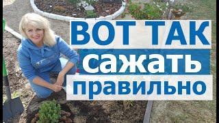 Как посадить можжевельник китайский Стрикта