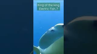 King of the Stingray Fish...?