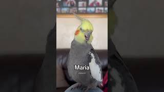 Maria, where are you?  #shorts #parrot