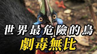 全世界最危險的10種鳥類，第壹名比獅子還要凶猛，碰壹下就可能喪命！#animals #野生动物 #动物 #科普 #動物世界 #野生生物 #動物